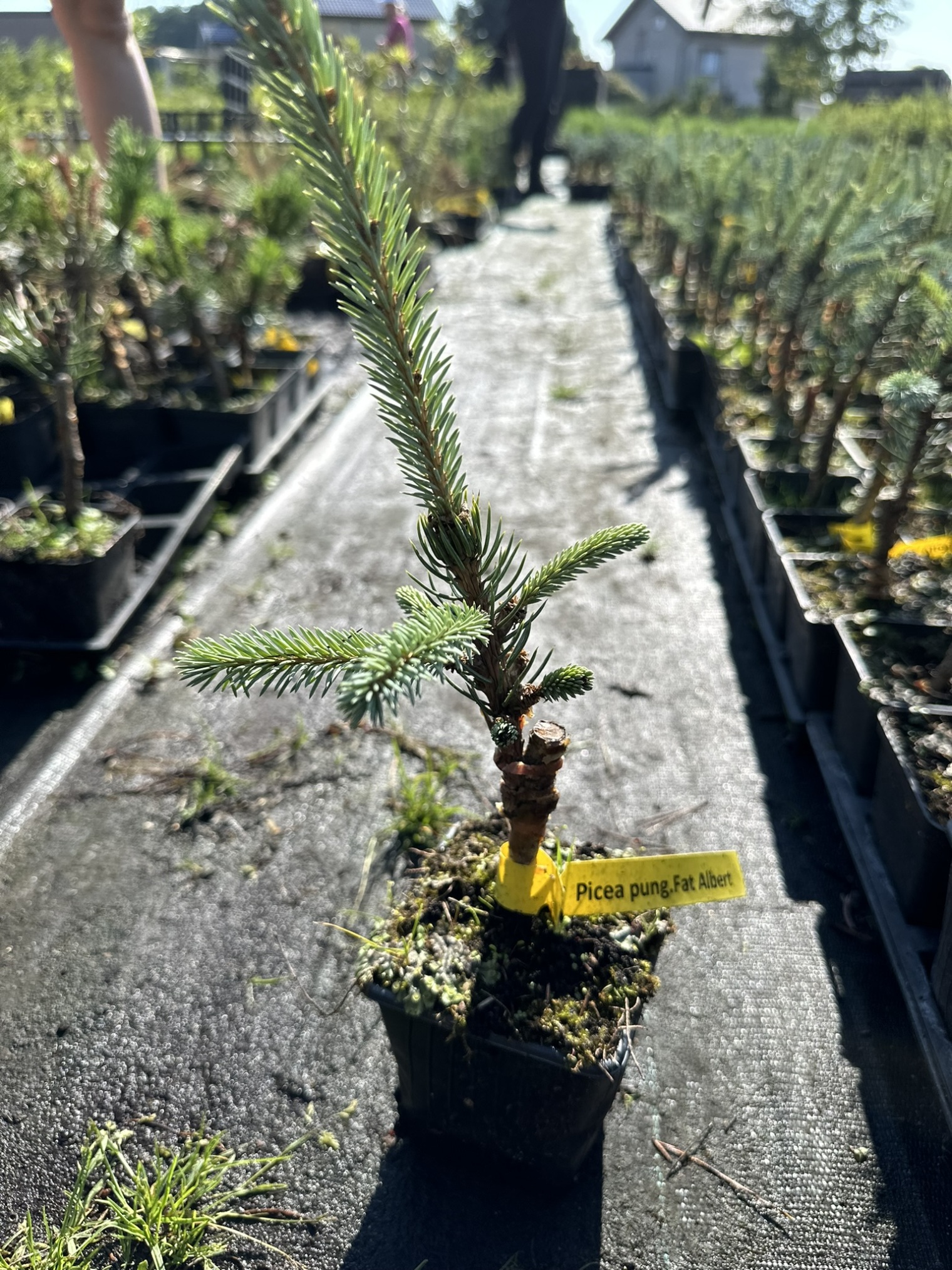 Ель колючая Фэт Альберт